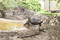 Schildpad