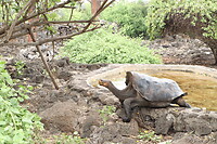 Schildpad