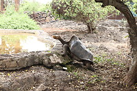 Schildpad op pad