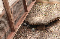 Baby schildpadjes uit 2024