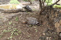 Schildpadden