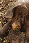 Schildpad