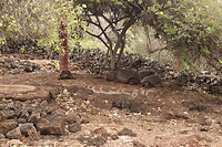 Schildpadden