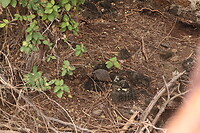 Schildpadjes