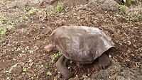 Schildpad op pad