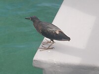 Een galapagos reiger