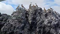 Blue footed boobies / Blauwvoet Jan van Genten