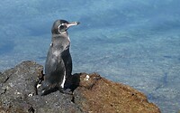 Pinguin