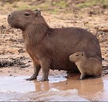 Capibara