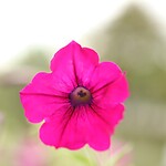 Lake Garden - botanische tuin