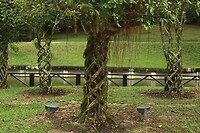 Lake Garden - botanische tuin