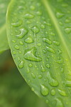 Lake Garden - botanische tuin