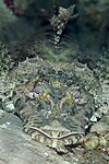 Crocodile fish - 40 cm