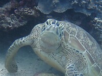 Green turtle