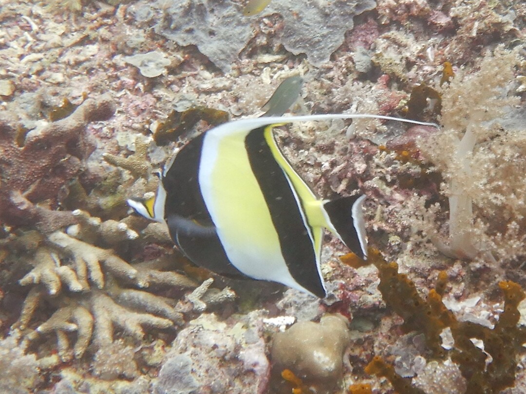 Anemoonvis