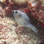 Koffervis