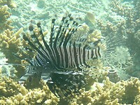 Koraalduivel - Lionfish
