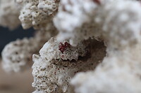 Macrofotografie, koraal en schelp