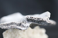 Macrofotografie, koraal