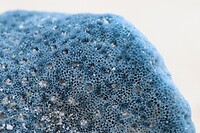 Macrofotografie - blauw koraal