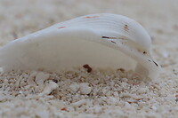 Macrofotografie - schelp