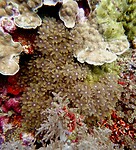 Soft coral