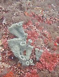 Pipe coral