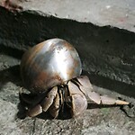 Deurknop heremietkreeft