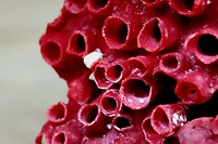 Rood koraal, aangespoelt op het strand