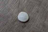 Skelet zee egeltje
