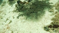 Blue spotted ribbon tail ray