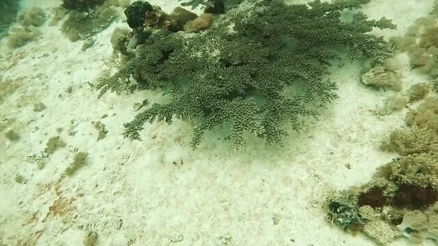 Blue spotted ribbon tail ray