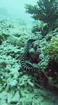 Zebra Murene