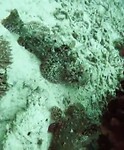 2 stonefish