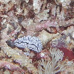 Nudibranch - zeeslakje