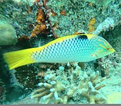 Yellow tail wrasse