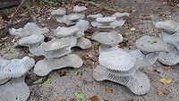Cementen rif delen