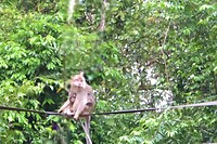 Long tail makaak