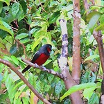 Vogeltje