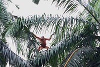 Orang-oetan jong, 3 jaar, meisje
