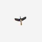 Hornbill