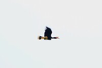 Hornbill
