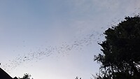 Een vlucht vleermuizen (3 miljoen vliegen uit)