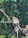 Long tail makaak