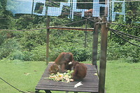 Orang-oetan rehabilitation center
