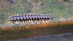 Centipede (giftig)