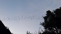 Vleermuizen exodus