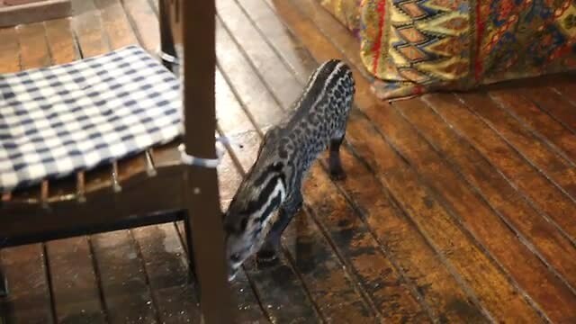 Civetkat in da house, named Roger