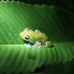Jade tree frog, met eieren