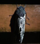 Constellation moth